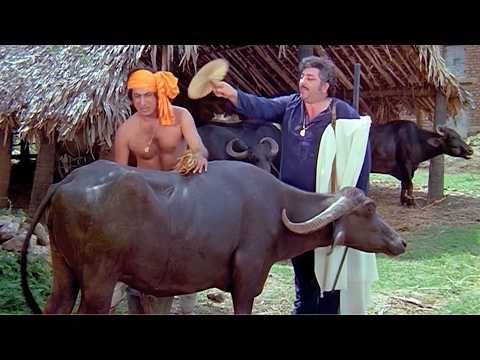 Chote Bhains Ka Gobar Laga Hua Pichwada Achese Saaf Kar - Amjad Khan - Himmatwala Movie Scene