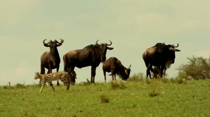 Watch the video about Serval is a Flying Cat that knocks down birds and hunts snakes! #animals #shark #snake