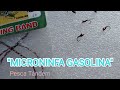 🎣 Montaje Ninfa-Perdigón "GASOLINA" (Microninfa)