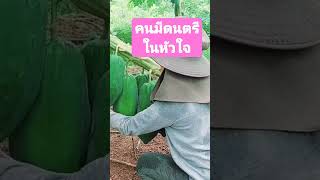 คนมีดนตรีในหัวใจ อยู่ ในสวนก็มีความสุขได้จ้า คลิปผ่อนคลาย