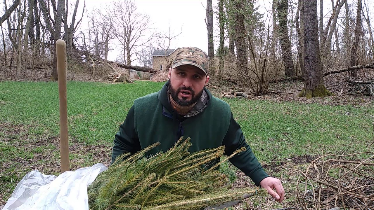 Planting Norway Spruce For Screening Youtube