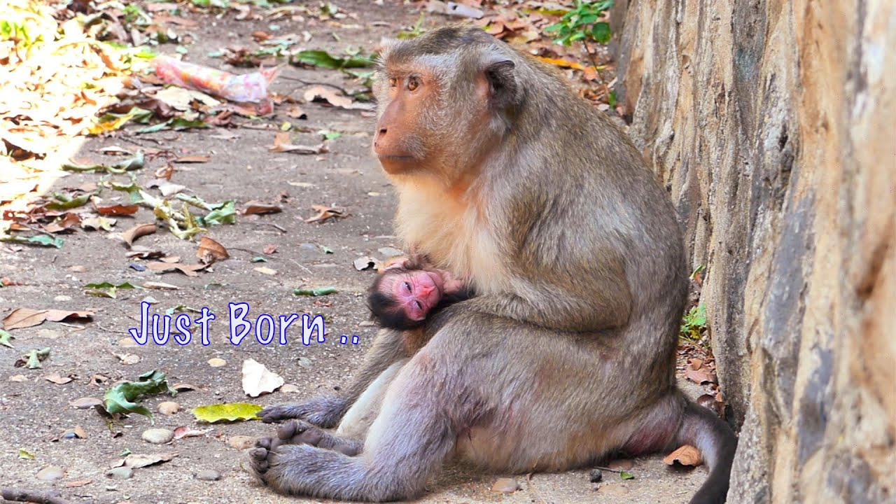 Very Pity Baby newborn Not Get Milk Yet, So Weak Baby Monkey