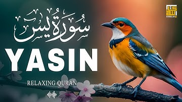 Surah Yasin (Yaseen) سورة يس | Relaxing emotional best voice ever | Kitabullah TV