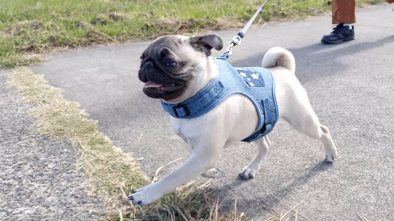 パグ日記#35 【パグ走り・歩き まとめ】 pug - YouTube