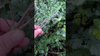 Yenilebilir Yabani Otlar