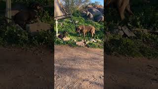 250 Pound Mastiff and 15 Pound Puppy Best Friends