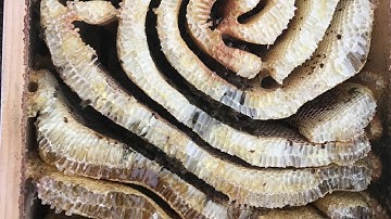 Extracting Unframed Honey