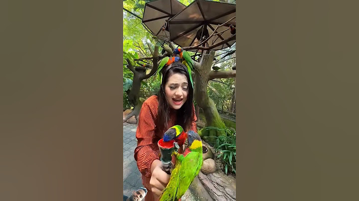 রিতুর বান্ধবীরা চলে আসছে 🦜Malaysia Parrot 😍 #short