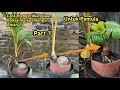 CARA MENGECILKAN DAUN BONSAI KELAPA BAGI PEMULA | Coconut bonsai pruning Part 1