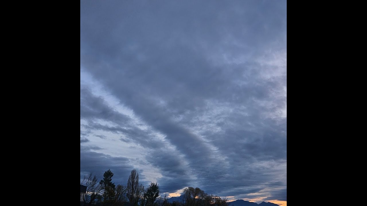 back!「 p. artifex 」