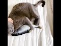 Dancing Fish Catnip Kicker Toy