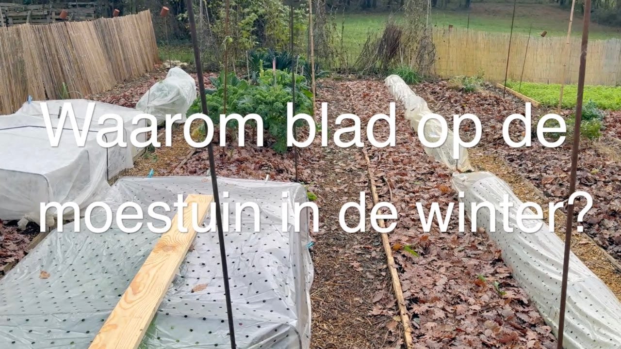 Ini's Moestuin #261 Waarom blad op je moestuinbed? Nog lathyrus zaaien & terugblik op seizoen 2025