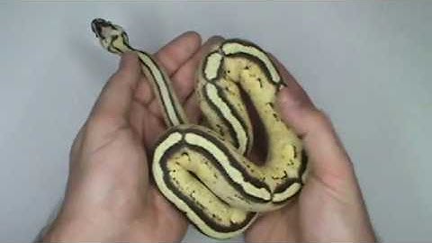 Pastel Super Stripe update