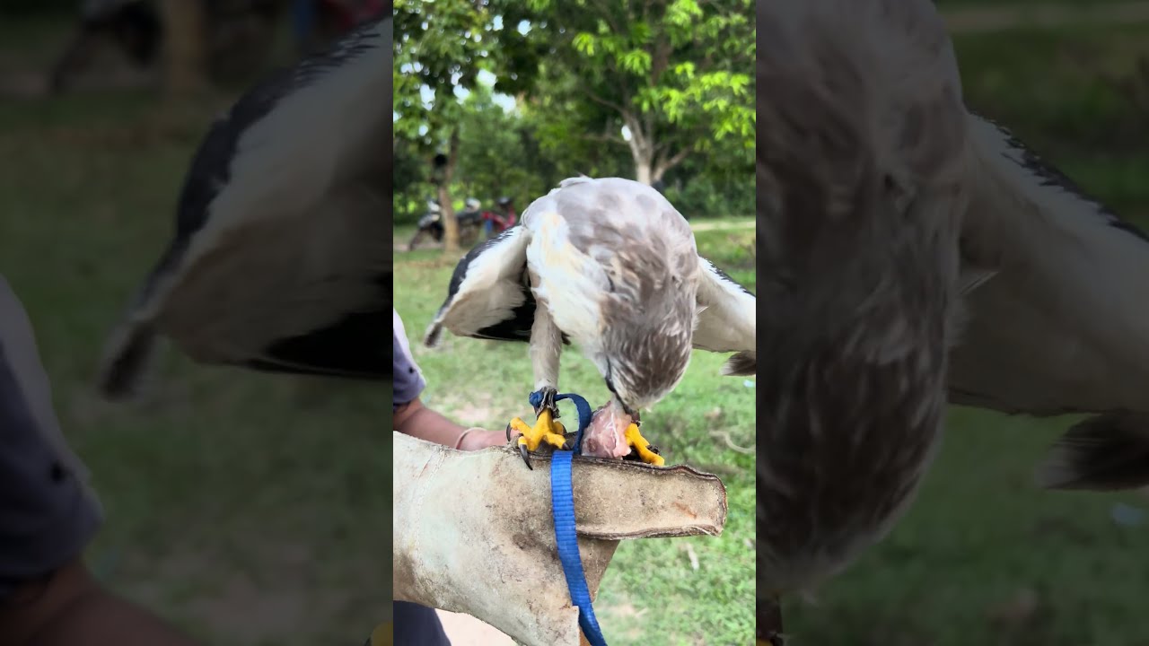 The Day Animal Was Very Hungry EP2