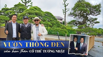 Gặp gỡ Chủ Nhân 15 VƯỜN NHẬT Sở hữu Những Cây Thông QUÝ GIÁ NHẤT THẾ GIỚI!! | NHATO Review