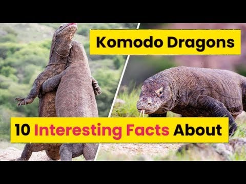 Top 10 Interesting Facts About Komodo Dragons