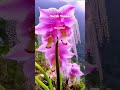 Surah Yasin #virak #ytool #Youtub #watch #4k #videos #beautiful #nature #art #funny #comedy #yasin