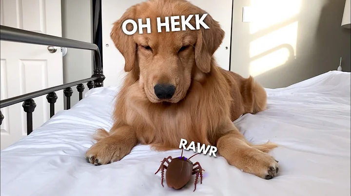 My Dog Reacts to Giant Cockroach - DayDayNews