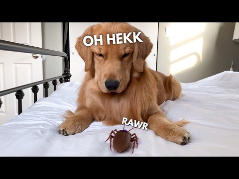 My Dog Reacts to Giant Cockroach