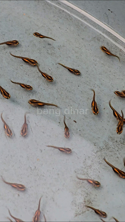 GAGAL‼️UPDATE PERTUMBUHAN ANAKAN GABUS LIAR