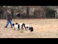 8 month old Border Collie puppy training goats and sheep on her 4th lesson 8 month old Border Collie puppy training goats and sheep on her 4th lesson