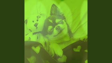 Luxurious Music for Puppy Party Time