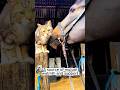 Horse And Cat Are Good Friends 🐱❤️🐴