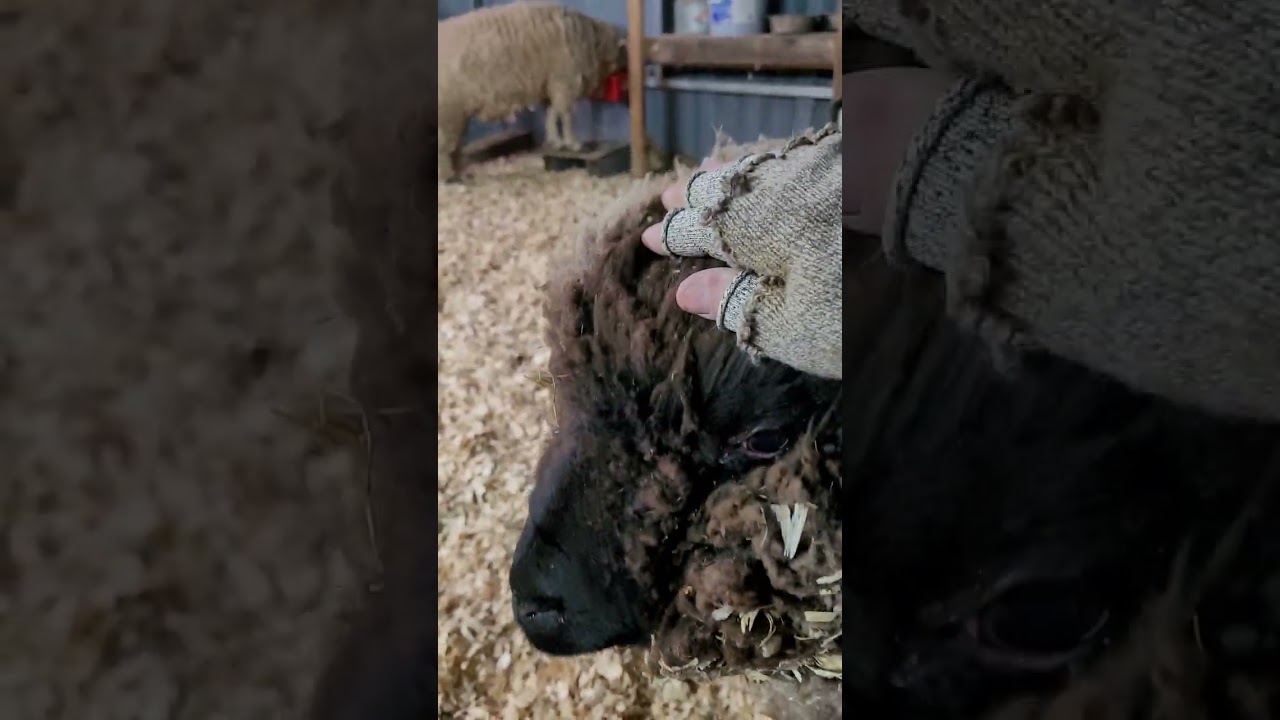 Козлята настаивают на встрече со стадом.