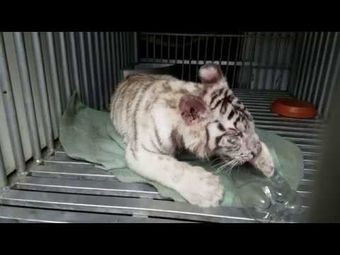 A rescued white tiger cub has been relocated to her new home at Lions Tigers & Bears Big Cat and Exotic Animal Sanctuary in Alpine, California, December 2017.