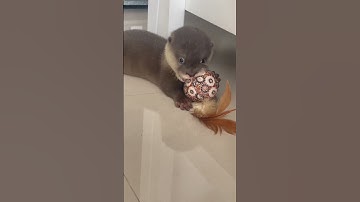 Baby Otter Splash tearing his new toy apart #babyotter #cuteanimals #otter #