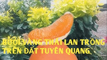 Bưởi vàng Thái Lan trồng trên đất Tuyên Quang