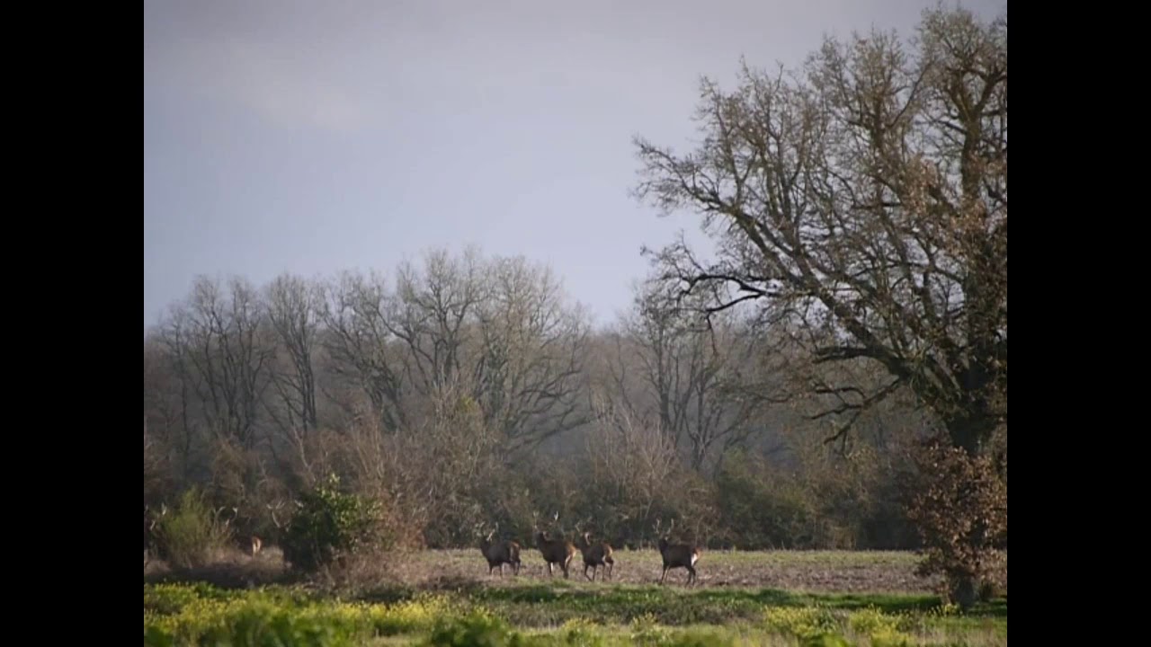 10 cerfs au Verger, Bouresse