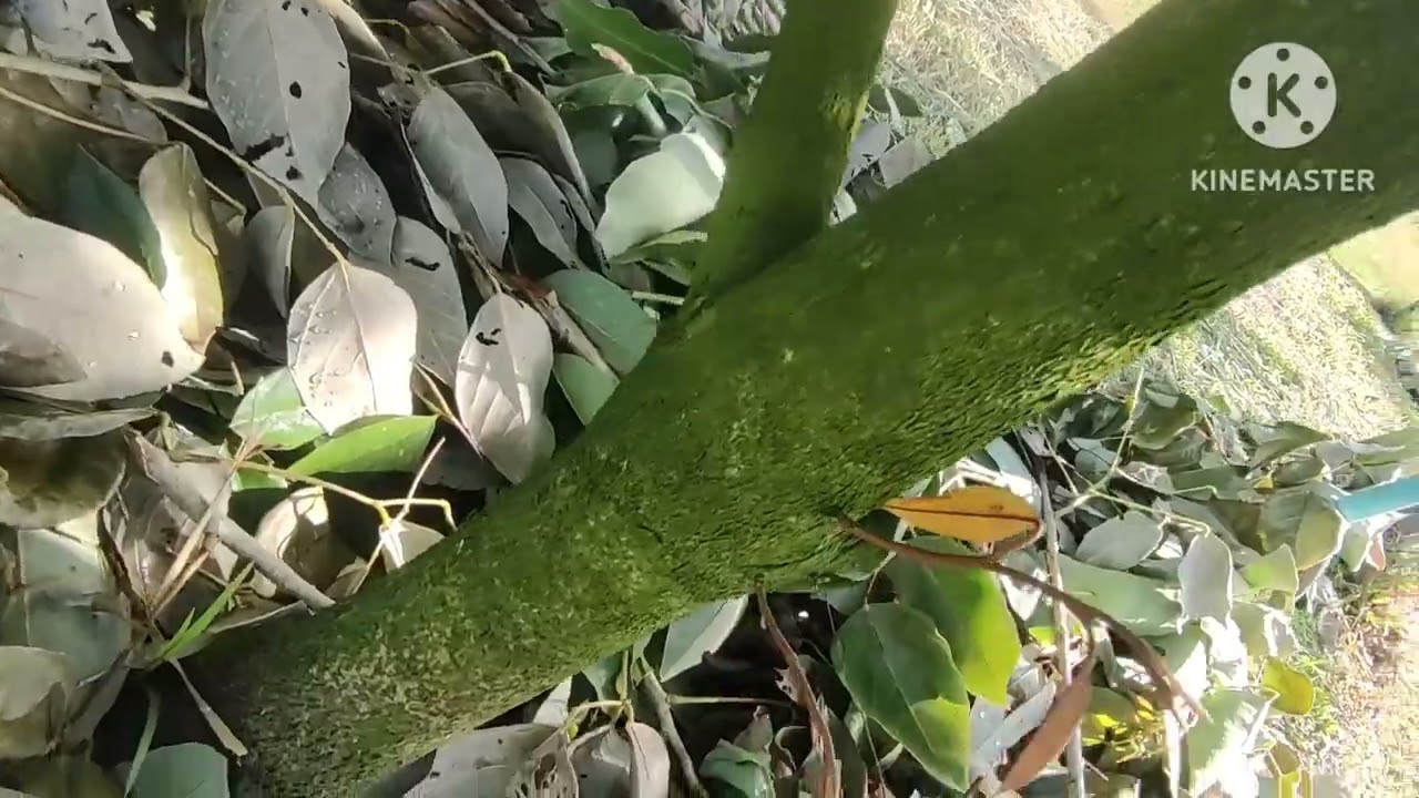 รีบอร์นรูท ทางเลือกช่วยทุเรียนผ่านแล้ง