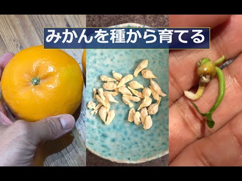 みかんになります。 みかんを種から育てます！発芽に成功しました！ 2024年01月-02月