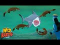 Giant Otter Adventure Quiz