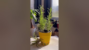 Reddit Protest/Blackout! What Happened To r/bonsai? #reddit🏳️‍🌈