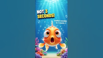 Bạn bị lừa cả đời! Cá vàng KHÔNG hề có trí nhớ 3 giây 😱🐠