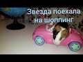 #Морская_свинка - звезда/ #guinea_pig