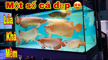 Lên Một Số Cá Rồng Đẹp Lúa 🌾 Khá Mềm - Cá Rồng Truyền Trần 