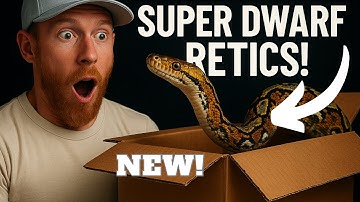 MEET OUR NEW SUPER DWARF RETICULATED PYTHONS + EXCITING FUTURE PLANS FOR THEM!