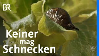 Gärtner Peter Gasteiger und die Schnecken | Zwischen Spessart und Karwendel | BR