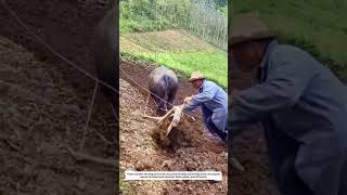Wooden Farming Plow Tools with Deep Soil Turning System for Mountain Fields