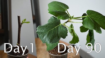 How Fig Trees Grow | Fig Cutting 3 Month Time-Lapse