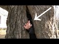 TREASURE FOUND! Climbing Inside a TREE & Metal Detecting Lots of Silver Coins!