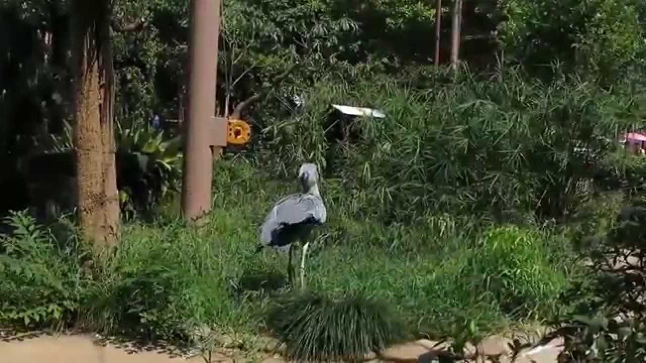 shoebill、ハシビロコウ飛ぶ