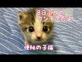 はじめてのひとりウンチが可愛すぎるネコ　【子猫便秘】A cat whose first poop is too cute [kitten constipation]