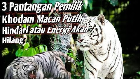 Pantangan Pemilik Khodam Macan Putih
