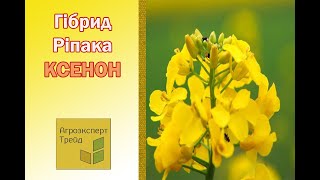 Озимый Рапс Ксенон 🌾, описание гибрида 🌾 - семена в Украине