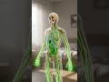 What Happens Inside Your Body When You Drink Water in the Morning 🦴💧 (Animated)