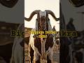 Biggest Bakra 2026|#skaternaufal #cow #viral